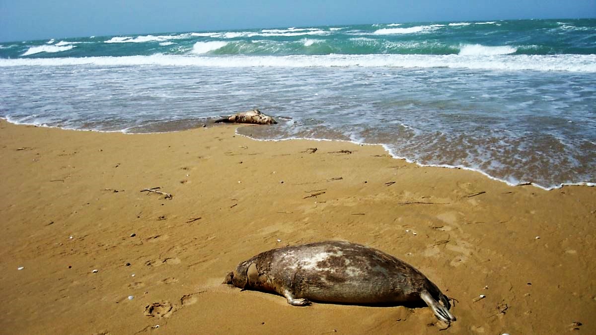 проблемы каспийского моря