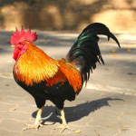 The bantam cock / rooster crowing in the outdoor area